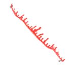 Red dripping choker strip and end fittings