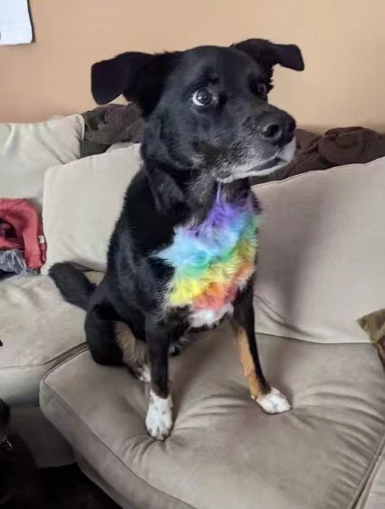 Dog with a rainbow-colored chest accent